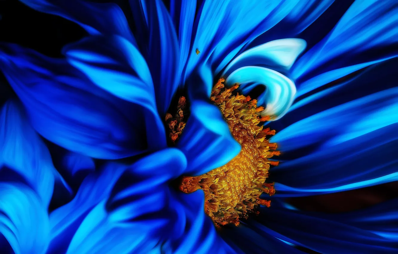 Wallpaper flower, nature, blue, plant, Macro, bloom images for desktop ...