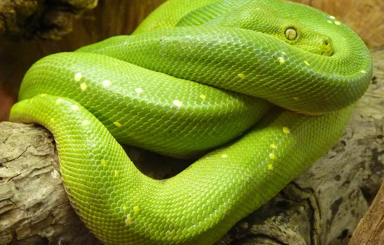 Wallpaper Green Snake Animal Python Python Lover Images For Desktop Section Zhivotnye Download