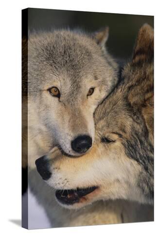 Gray Wolves Nuzzling Photographic Print by DLILLC - AllPosters.ca