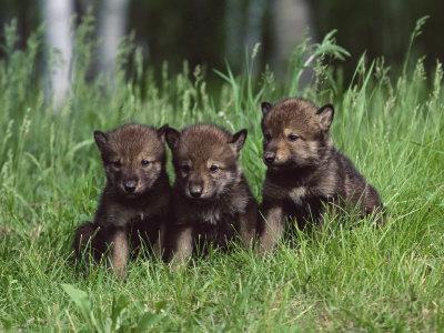 Gray Wolf Pups (Canis Lupus), 27 Days Old, in Captivity, Minnesota, USA ...