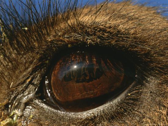 The Photographer Gets A Closeup Of A Dromedary Camels Eye In The