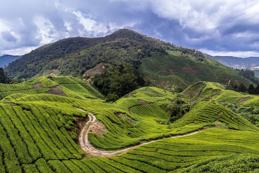 Cameron Highlands, lo mejor que ver en Kuala Lumpur