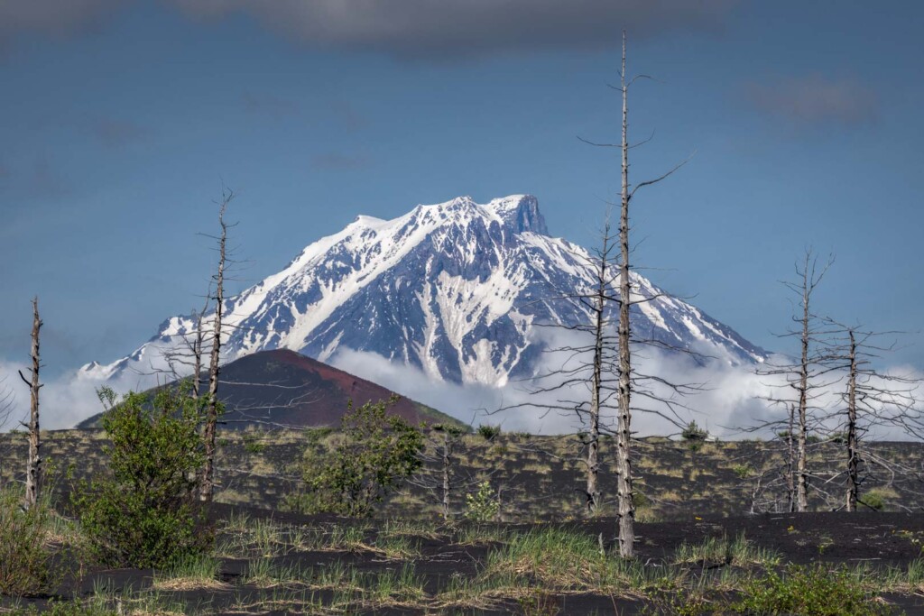 Dead forest, Kamchatka