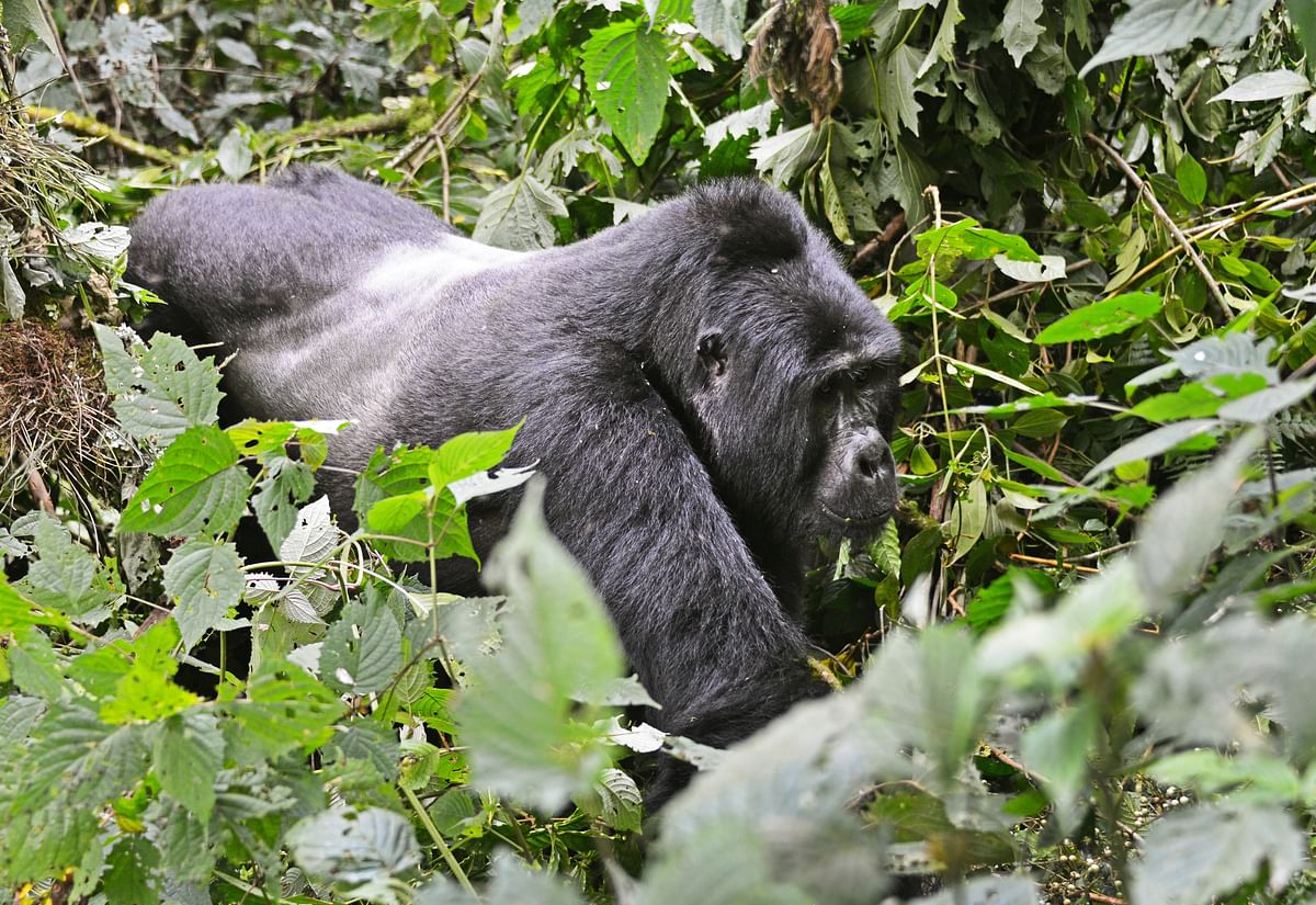 Gorilla Trekking and Golden Monkey Tracking in Mgahinga Park, Uganda