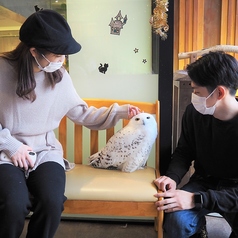 幸せのフクロウカフェ chouetteの写真