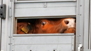 1,6 Milliarden Tiere werden jedes Jahr durch die EU gekarrt. (Bild: Markus Tschepp, Krone KREATIV)