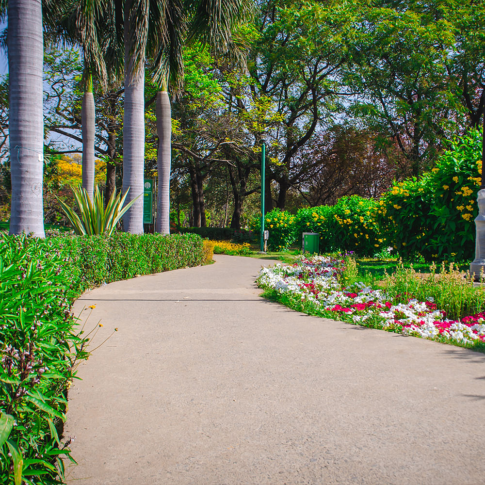 Green,Leaf,Vegetation,Shrub,Garden,Plant community,Groundcover,Spring,Woody plant,Botanical garden