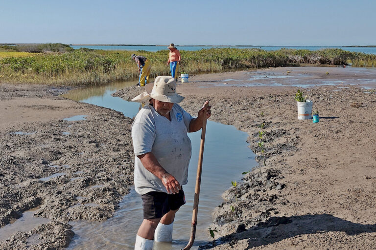 Members of the El Delgadito fishing community planting red mangroves.