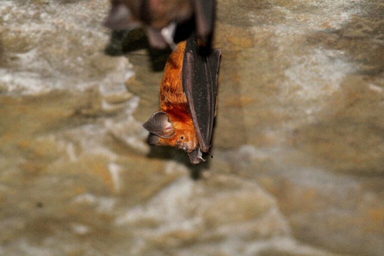 A Himalayan leaf-nosed bat (Hipposideros armiger)