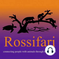 Rossifari Zoo News 3.22.24 - The Wait, Cancer Is Good Now? Edition