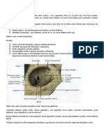 Guía Oftalmo 2° Parcial