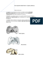 Anatomía Comparativa Esqueleto Axial Parte II Equino