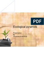 Ecological Pyramids