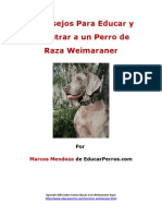 4 Consejos para Educar y Adiestrar A Un Perro de Raza Weimaraner