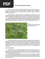 1 Poda y Entutorado Del Tomate PDF