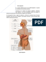 Sistema Digestivo