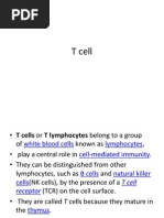 T Cell