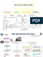 Ciclos Estrales