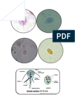 Giardia Lamblia (Trofozoito y Quiste)