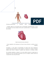 Sistema Circulatório Texto e Atividade