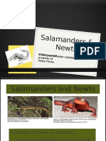 PP Salamander and Newts