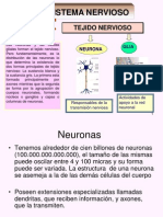 Células Del-Sistema-Nervioso y Corteza