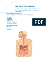 Proceso de La Digestiòn