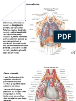 Pleura 0