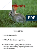 Conejo