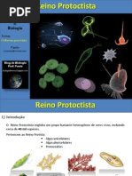 Aula Protista Algasb