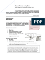 Transcripcion - Cingulo Pectoral, Axila y Brazo - 2012