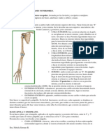 Esqueleto Extremidades Superiores e Inferiores