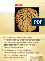 Corteza Cerebral Exposicion