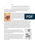 Anatomy and Physiology-Kidney