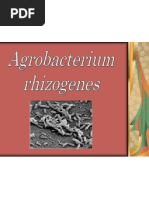 Agrobacterium Rhizogenes