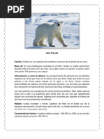 Caracteristicas Del Oso Polar