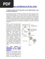 Envoltura Membranosa de Los Virus