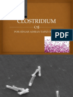 Clostridium Exposicion