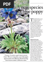 A New Species of Blue Poppy