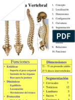 Columna Vertebral