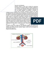 Anatomia y Fisiologia de Los Riñones