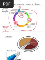 VII. Ciclo Celular, Muerte Celular y Cáncer.