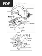 Nervous System Points - T.Oleson and DR - Huang