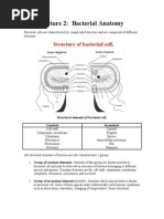 2 Bacterial Anatomy