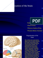 Oraganisation of The Brain: Studenti (Gr. 13) : - Paun Cristina - Petrescu Andreea Elena - Poenaru Raluca Sanziana