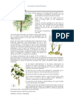 Enciclopedia de Plantas Medicinales - Fichas 01 de 15