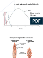 Smooth Muscle Contracts Slowly and Efficiently