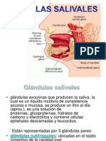 Glandulas Salivales