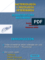 Bacteriología Veterinaria (Capsula, Membrana y Pared)