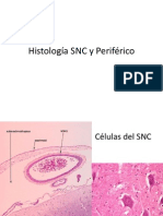 IMAGENES Histologia SNC y Perifrrico